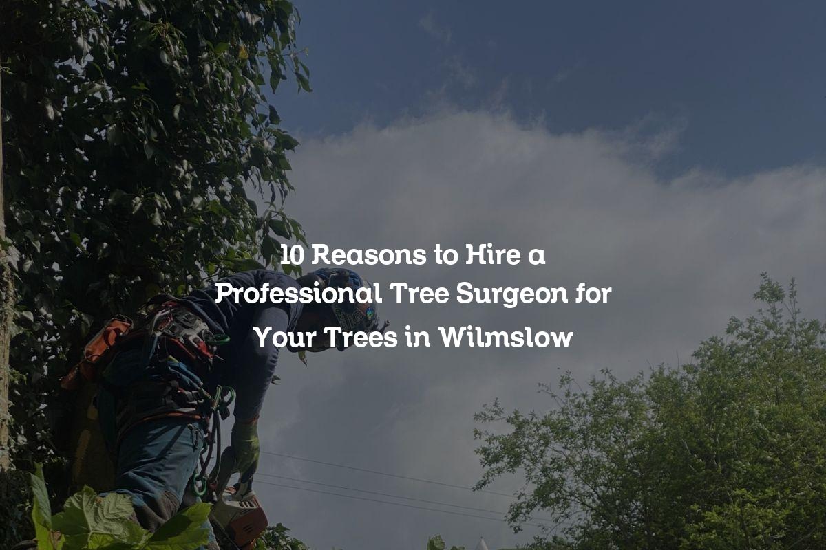 10 Reasons to Hire a Professional Tree Surgeon for Your Trees in Wilmslow