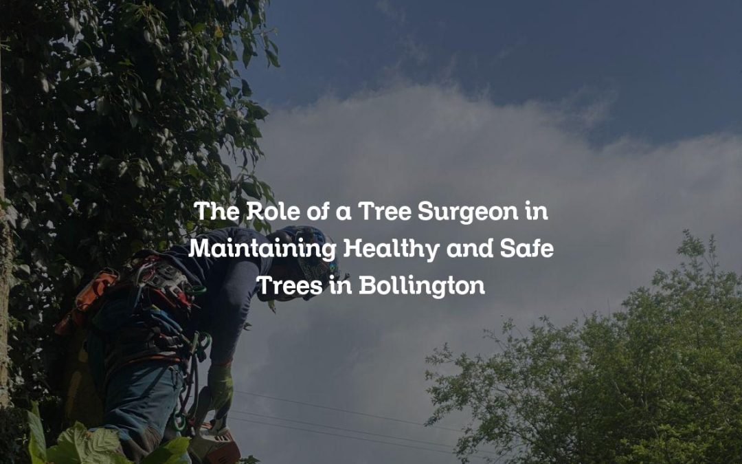 The Role of a Tree Surgeon in Maintaining Healthy and Safe Trees in Bollington