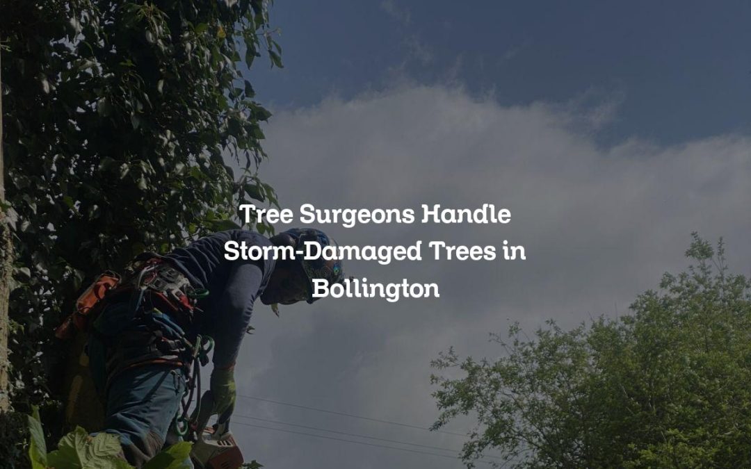 Tree Surgeons Handle Storm-Damaged Trees in Bollington