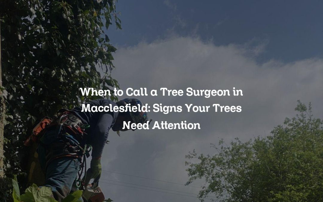 When to Call a Tree Surgeon in Macclesfield: Signs Your Trees Need Attention
