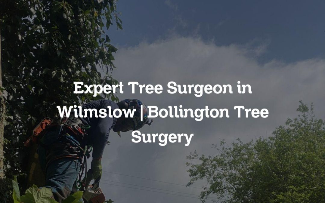 Expert Tree Surgeon in Wilmslow | Bollington Tree Surgery