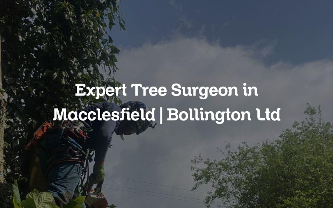Expert Tree Surgeon in Macclesfield | Bollington Ltd