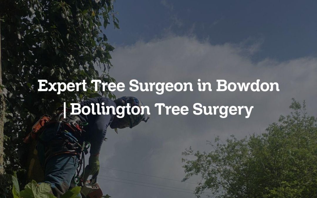 Expert Tree Surgeon in Bowdon | Bollington Tree Surgery