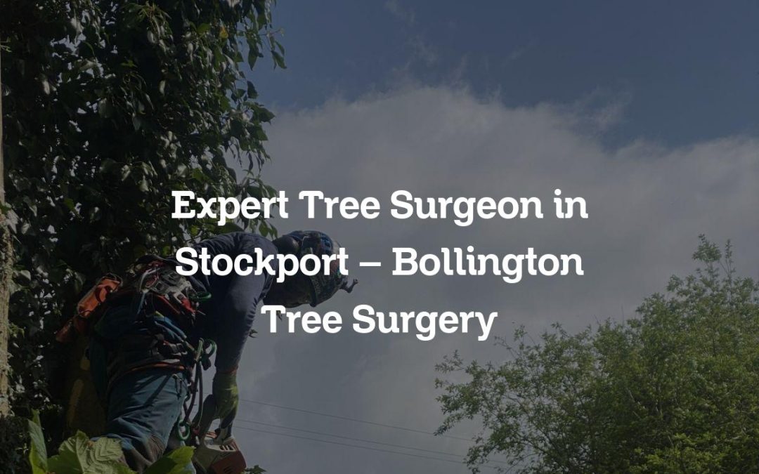 Expert Tree Surgeon in Stockport – Bollington Tree Surgery