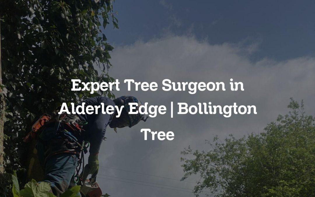 Expert Tree Surgeon in Alderley Edge | Bollington Tree