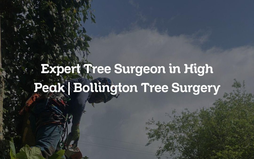 Expert Tree Surgeon in High Peak | Bollington Tree Surgery