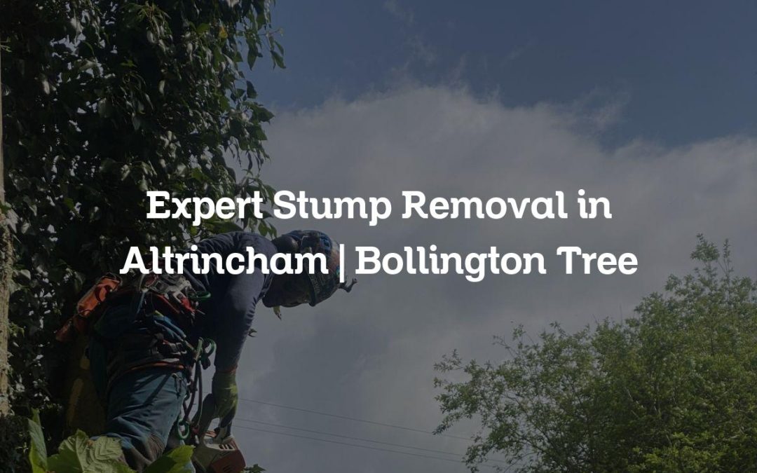 Expert Stump Removal in Altrincham | Bollington Tree