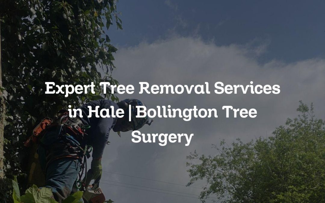 Expert Tree Removal Services in Hale | Bollington Tree Surgery