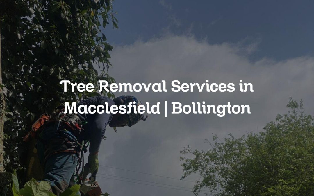 Tree Removal Services in Macclesfield | Bollington