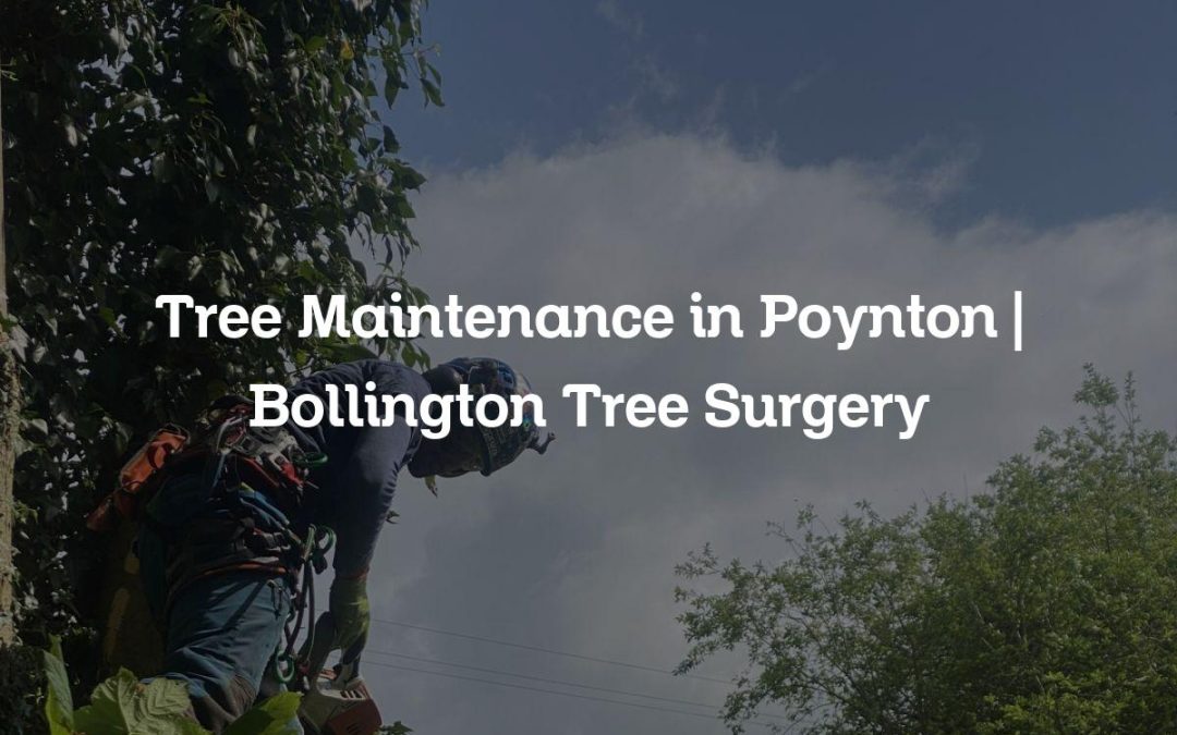Tree Maintenance in Poynton | Bollington Tree Surgery