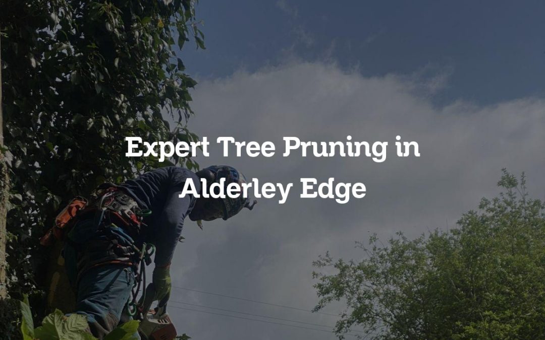 Expert Tree Pruning in Alderley Edge
