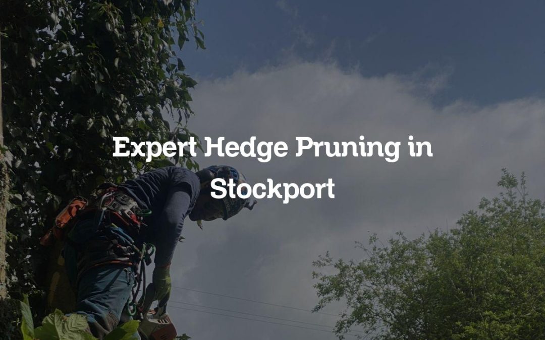 Expert Hedge Pruning in Stockport