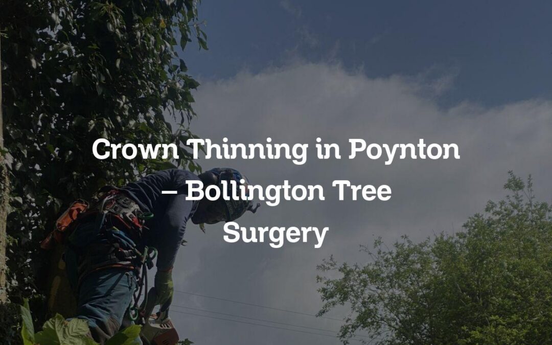 Crown Thinning in Poynton – Bollington Tree Surgery