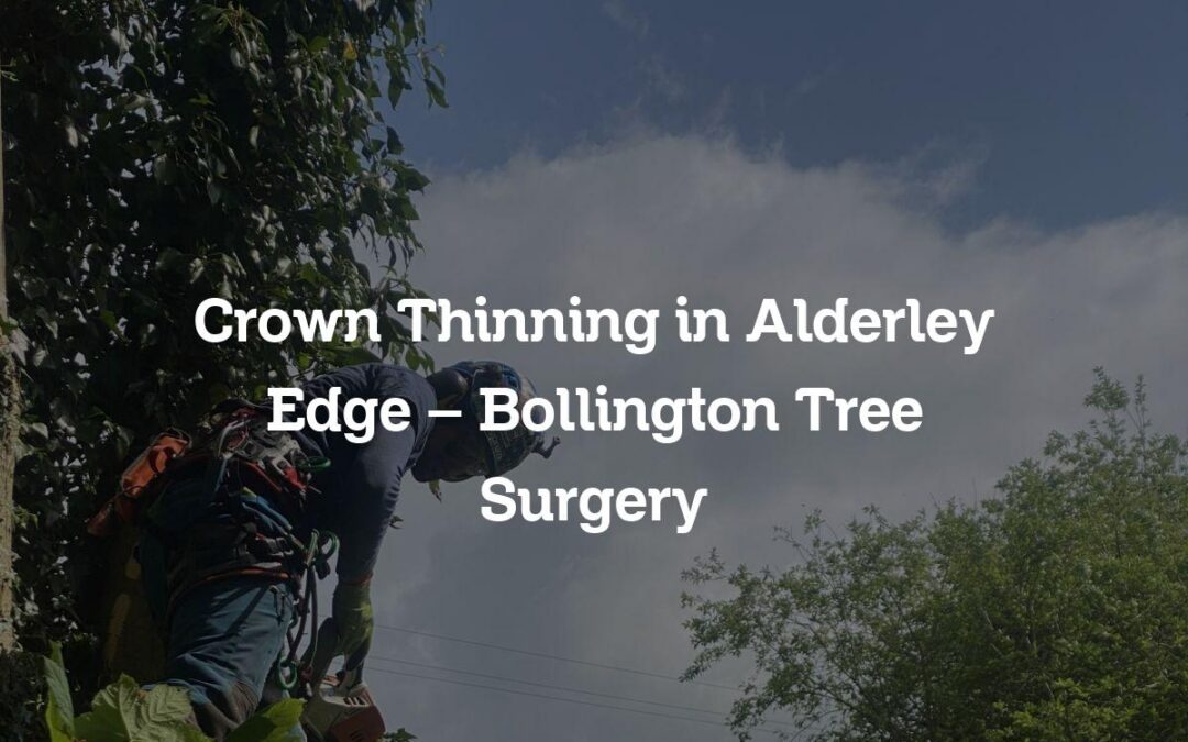 Crown Thinning in Alderley Edge – Bollington Tree Surgery