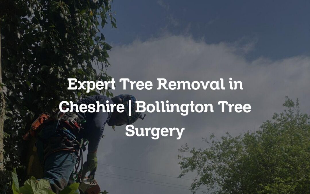 Expert Tree Removal in Cheshire | Bollington Tree Surgery