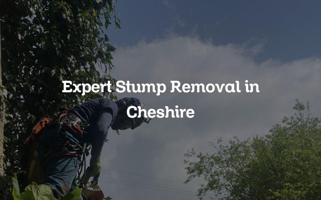 Expert Stump Removal in Cheshire