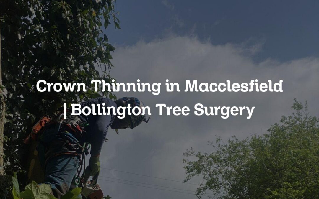 Crown Thinning in Macclesfield | Bollington Tree Surgery