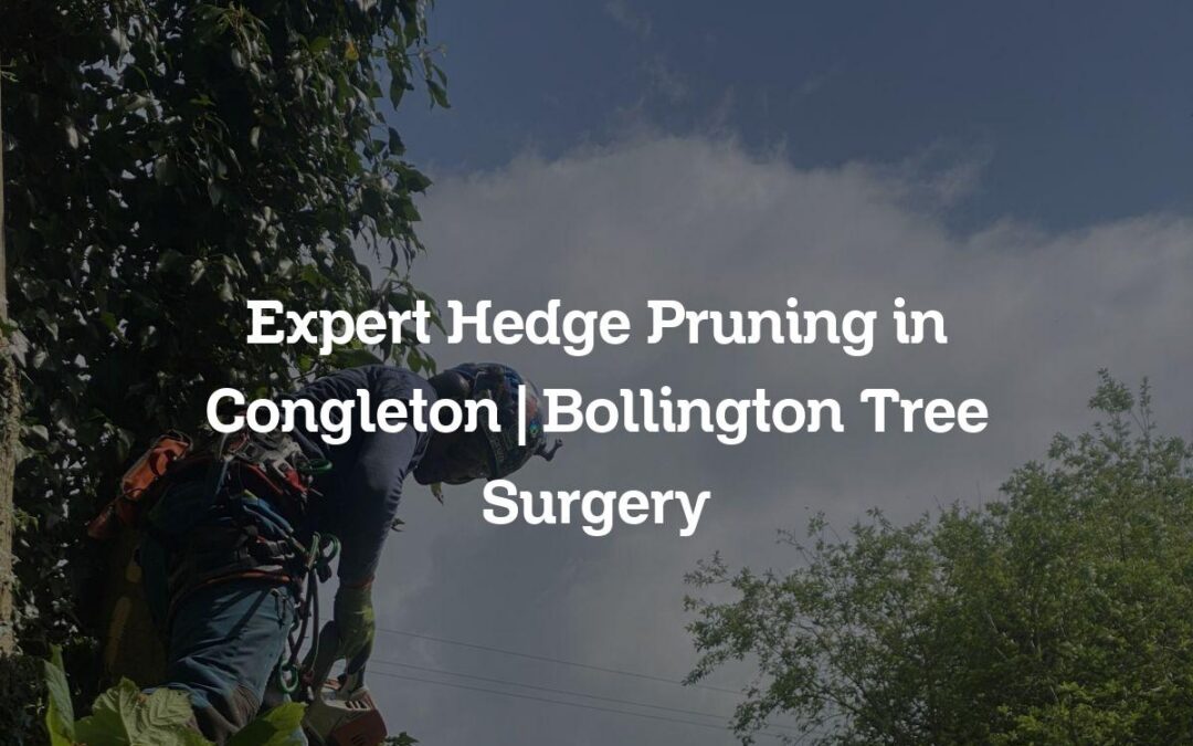 Expert Hedge Pruning in Congleton | Bollington Tree Surgery
