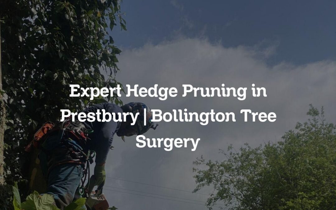 Expert Hedge Pruning in Prestbury | Bollington Tree Surgery