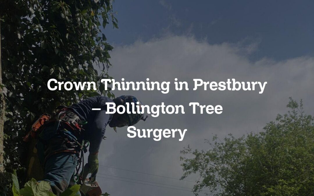 Crown Thinning in Prestbury – Bollington Tree Surgery