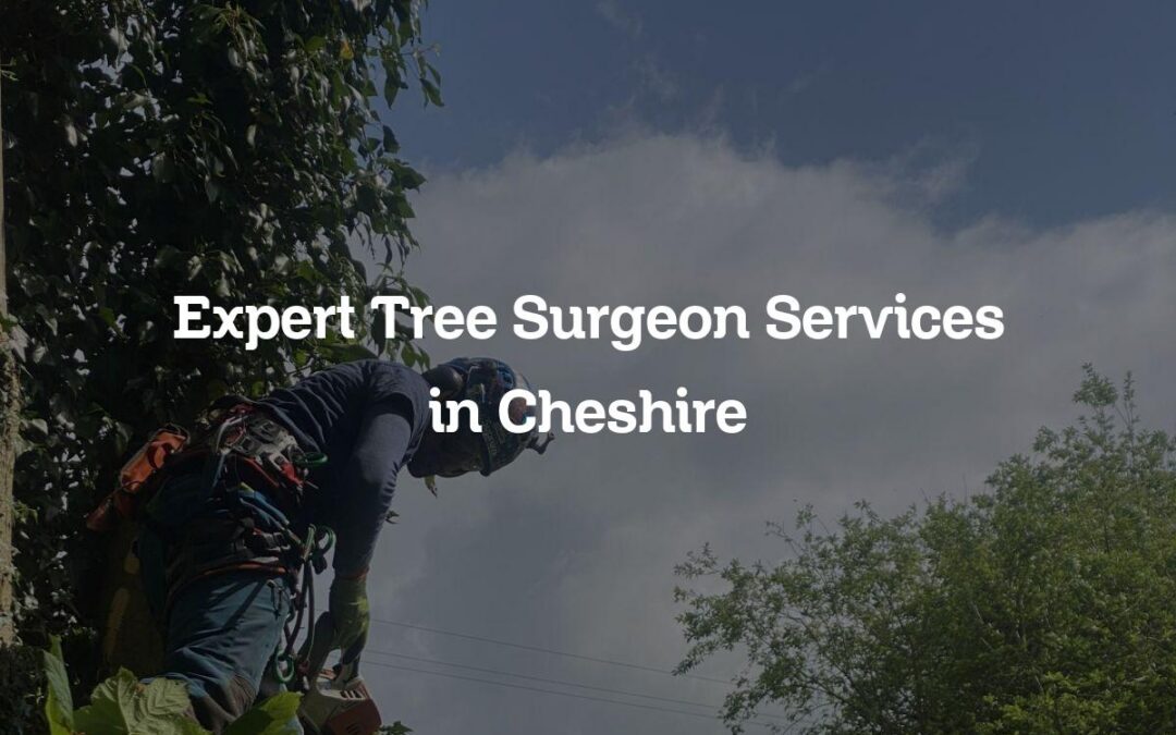 Expert Tree Surgeon Services in Cheshire